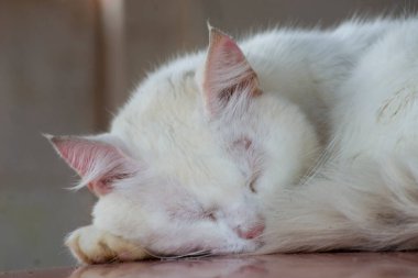 White cat sleeping curled up on its tail