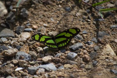 Atlantik Ormanı Kelebekleri 'nin canlı renkleri, Brezilya