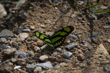 Atlantik Ormanı Kelebekleri 'nin canlı renkleri, Brezilya