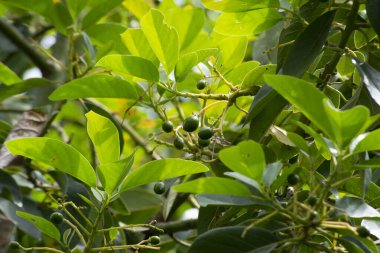 Avokado (Persea americana) ve Brezilya 'nın Rio de Janeiro şehrinde büyüyen meyveleri