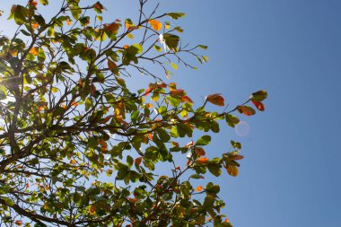 Beach almond tree (Terminalia catappa) and its green and orange leaves on a sunny day in the city of Rio de Janeiro, Brazil