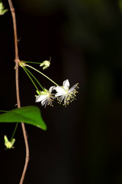 Surinam kirazının (Eugenia uniflora) çiçekleri Brezilya 'nın So Paulo kentindeki Atlantik Ormanı vadisinde bulunur.. 