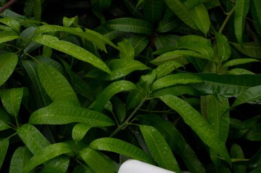 Mango tree leaves full of drops after a rain in the city of Rio de Janeiro, Brazil.