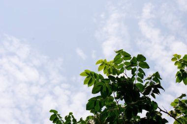 Carambola or star fruit tree (Averrhoa carambola) leaves full of drops after a rain in the city of Rio de Janeiro, Brazil.