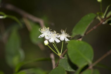 Surinam kirazının (Eugenia uniflora) çiçekleri Brezilya 'nın So Paulo kentindeki Atlantik Ormanı vadisinde bulunur.. 