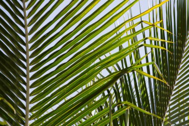 Brezilya 'nın Rio de Janeiro şehrinde yaşlılık evresinde eski hindistan cevizi yaprakları (Cocos nucifera) yetişir..
