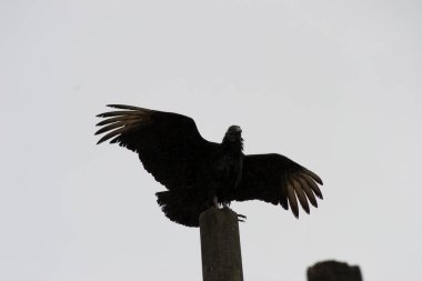 Sütunun tepesinde açık kanatları olan şahin (Coragyps atratus)