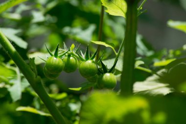 Brezilya 'nın Rio de Janeiro şehrinde yetiştirilen organik tarım ormanları sisteminde kiraz domatesleri (Solanum pimpinellifolium) yetişmektedir..