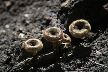 Mushrooms (Lentinus crinitus) cultivated in the city of Rio de Janeiro, Brazil
