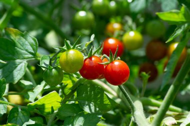 Brezilya 'nın Rio de Janeiro şehrinde yetiştirilen organik tarım ormanları sisteminde kiraz domatesleri (Solanum pimpinellifolium) yetişmektedir..