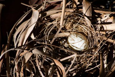 Kuş kanatlı tarçın kaplumbağa güvercini (Columbina minute a) tarafından kurumuş yapraklarla yapılmış bir yuvanın tepesinde yumurta).