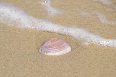 Sea shell being covered by sea foam on the beach located at Post 12, known as 