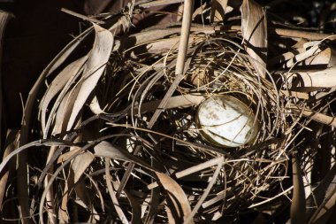 Kuş kanatlı tarçın kaplumbağa güvercini (Columbina minute a) tarafından kurumuş yapraklarla yapılmış bir yuvanın tepesinde yumurta).