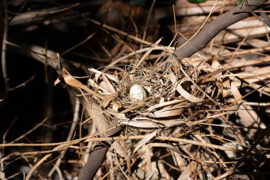 Kuş kanatlı tarçın kaplumbağa güvercini (Columbina minute a) tarafından kurumuş yapraklarla yapılmış bir yuvanın tepesinde yumurta).