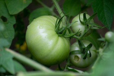 After rain the young fruits of the developing persimmon tomato (Solanum lycopersicum) remain with droplets in the city of Rio de Janeiro, Brazil.