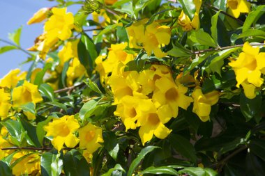Golden Angel's Trumpet (Brugmansia aurea) cultivated in the gardens of the city of Rio de Janeiro, Brazil.