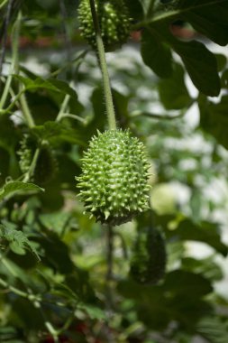 Brezilya 'nın Rio de Janeiro şehrinde yaprakları arasında Gherkin (salatalık anguria) yetişmektedir..