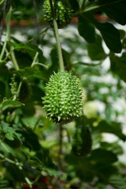 Brezilya 'nın Rio de Janeiro şehrinde yaprakları arasında Gherkin (salatalık anguria) yetişmektedir..