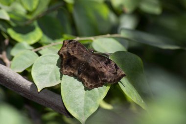 Ebrietas anacreon anacreon (Hesperiidae: Pyrginae: Erynini) Brezilya 'nın Rio de Janeiro şehrinde organik yetişmiş bir karambola yaprağının altındaki kahverengi güve..