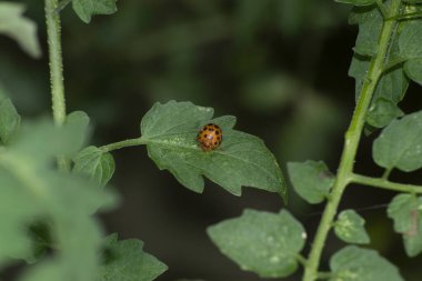 Organik olarak yetiştirilmiş kiraz domatesi (Solanum diploconos) ile beslenen uğur böceği Rio de Janeiro, RJ.