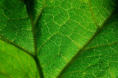 Rio de Janeiro şehrinde organik tarım formasyonunda Sergipana (Cucurbita moschata) olarak bilinen bir balkabağı yaprağının damarlarını gösteren detaylar,