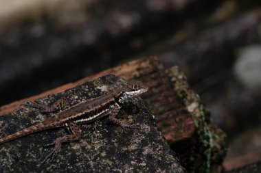 Brezilya 'nın Rio de Janeiro şehrinde bir ormanın üzerinde kertenkele görüldü.
