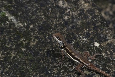 Brezilya 'nın Rio de Janeiro şehrinde bir ormanın üzerinde kertenkele görüldü.