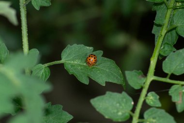 Organik olarak yetiştirilmiş kiraz domatesi (Solanum diploconos) ile beslenen uğur böceği Rio de Janeiro, RJ.