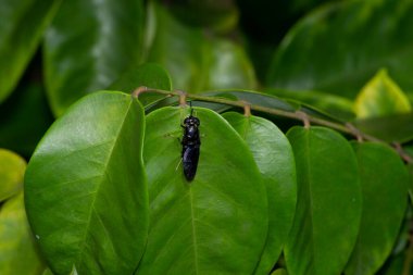 Siyah asker sineği (Hermetia illucens) Stratiomyidae familyasından bir brachyceran dipteran türüdür. Bu Rio de Janeiro, Brezilya 'da yıldız meyvesi yapraklarının altında (Averrhoa carambola) bulundu..