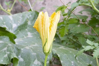 Male pumpkin bud flower (Cucurbita moschata) in organic cultivation having its pollen taken by the Tiba bee (Melipona fasciculata) in the city of Rio de Janeiro, Brazil.