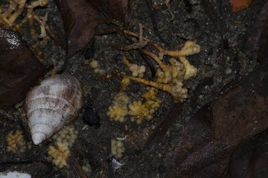 Rio de Janeiro, Brezilya 'nın tropikal bölgelerinde mantar ya da yabani mantar olarak bilinen meyve gövdesi.