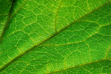Rio de Janeiro şehrinde organik tarım formasyonunda Sergipana (Cucurbita moschata) olarak bilinen bir balkabağı yaprağının damarlarını gösteren detaylar,