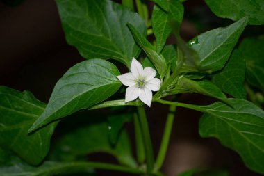 Brezilya 'da yetiştirilen yeşil biberin (Capsicum annum L) çiçek açan ve meyvesini veren aşaması.