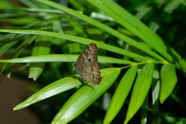 Brezilya 'nın Rio de Janeiro şehrinde bir bitkinin yaprağında kelebek anarşisi..