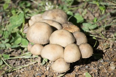 Brezilya 'nın Atlantik Ormanı' nda bulunan yabani mantarlar yan yana kümelendi..