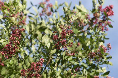 Aroeira bitkisi (Schinus terebinthifolia) ve pembe biberi ile yaprakları ve tohumları.