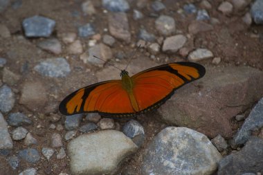 Ormanın ortasında Kelebek (Dione juno).