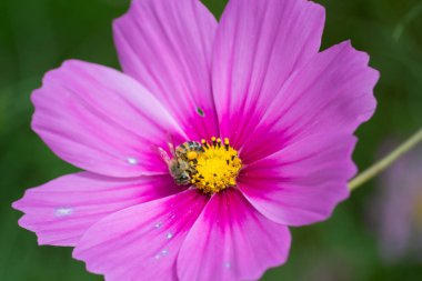 Kozmos (Cosmos bipinnatus) olarak bilinen çiçeğin poleni Brezilya 'nın başkenti Apia' da bulunan So Paulo şehrinin bahçelerinde Afrika arısı (Apis mellifera) tarafından alınır..