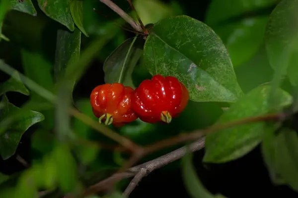 Surinam kirazının (Eugenia uniflora) çiçekleri ve meyveleri Brezilya 'nın So Paulo kentindeki Atlantik Ormanı' nın dağlarında bulunur..