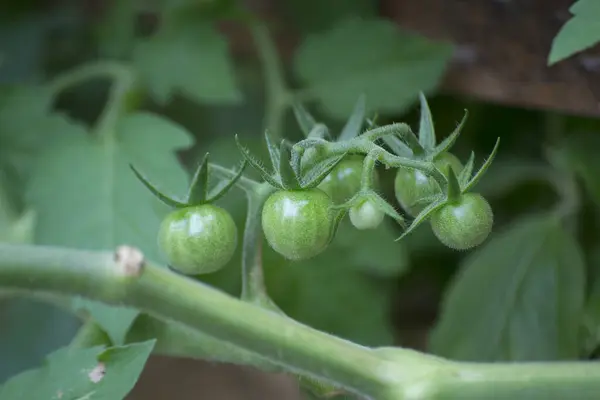 Brezilya 'nın Rio de Janeiro şehrinde yetiştirilen organik tarım ormanları sisteminde kiraz domatesleri (Solanum pimpinellifolium) yetişmektedir..
