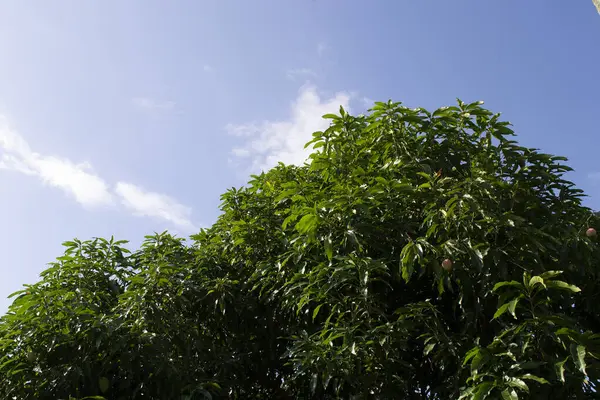 Mango tree (Mangifera indica) organically grown in flowering growth, emitting beautiful colorful flowers, in the city of Rio de Janeiro, Brazil