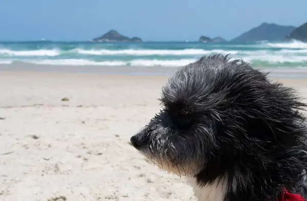 12. Posta Karakolu 'nun kumsalındaki köpek Recreio dos Bandeirantes, Rio de Janeiro, Brezilya' da Praia do Pontal olarak bilinir..
