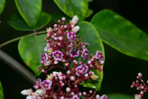 Africanized bee (Apis mellifera scutellata) pollinating carambola or starfruit tree (Averrhoa carambola) flowers in the city of Rio de Janeiro, Brazil.