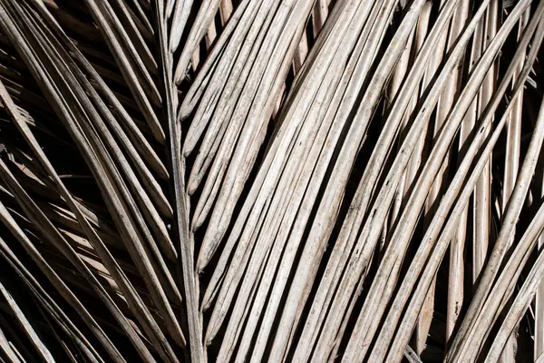 Brezilya 'nın Rio de Janeiro şehrinde, hindistan cevizi ağacı (Cocos nucifera) kurumuş yapraklar birbiri üzerine yerleştirilmiştir..