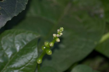 Bertalha (Basella alba) çiçekleri ve yaprakları Brezilya 'nın Rio de Janeiro şehrinde organik olarak yetişir.