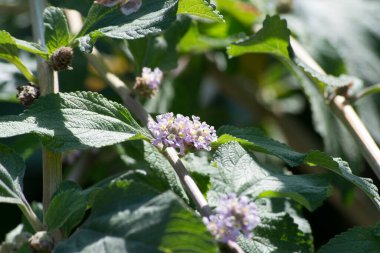 Brezilya 'nın Rio de Janeiro kentindeki Afrika bal arısı (Apis mellifera scutellata) tarafından tozlaştırılan leylak çiçekleri ve limon merhemi yaprakları (Lippia alba).