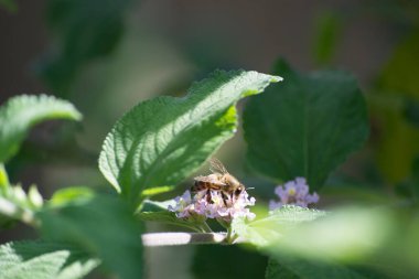 Brezilya 'nın Rio de Janeiro kentindeki Afrika bal arısı (Apis mellifera scutellata) tarafından tozlaştırılan leylak çiçekleri ve limon merhemi yaprakları (Lippia alba).