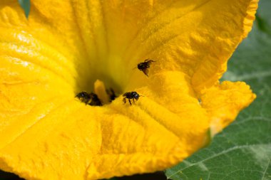 Erkek balkabağı çiçeği (Cucurbita moschata) Brezilya 'nın Rio de Janeiro şehrinde Tiba arısı (Melipona fasciculata) tarafından alınan polenleri organik ekimde yetiştirilir..