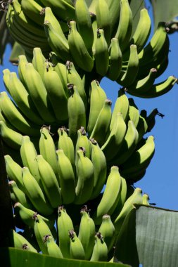 Brezilya 'nın Rio de Janeiro şehrinde güneşli bir günde Muz Ağacı (Musa paradisiaca L) ve onun yeşil meyveleri oluşum-büyüme döneminde
