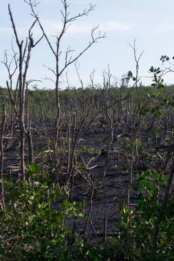 Mangrove, Brezilya 'nın Rio de Janeiro şehrinde Guaratiba mahallesinin bir bölümü olan Marambaia' nın Restinga şehrinde yer almaktadır. Teknelerin, kuru ağaçların ve kumsalların gözlemlenebileceği bir yer..